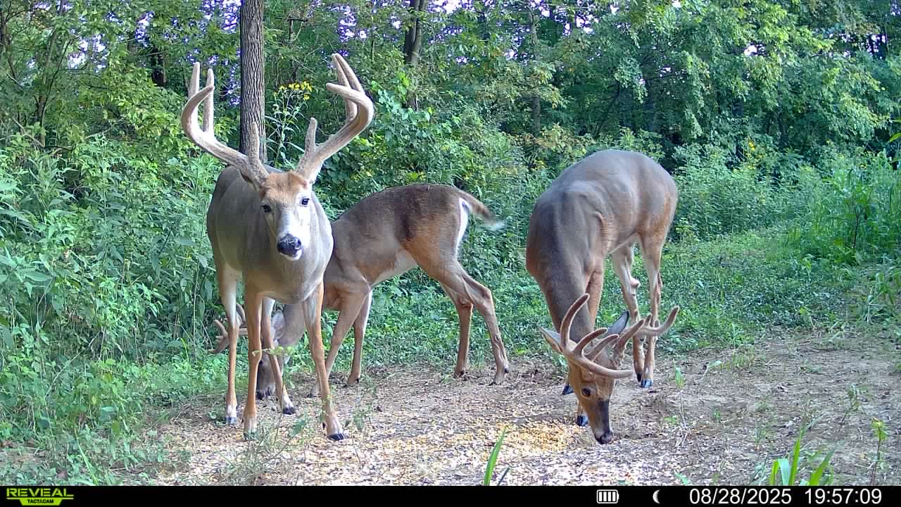 3 Day 4 Night Kentucky Archery Hunt