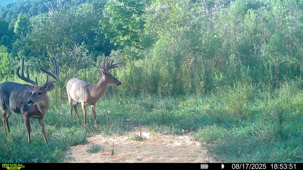 3 Day 4 Night Kentucky Archery Hunt