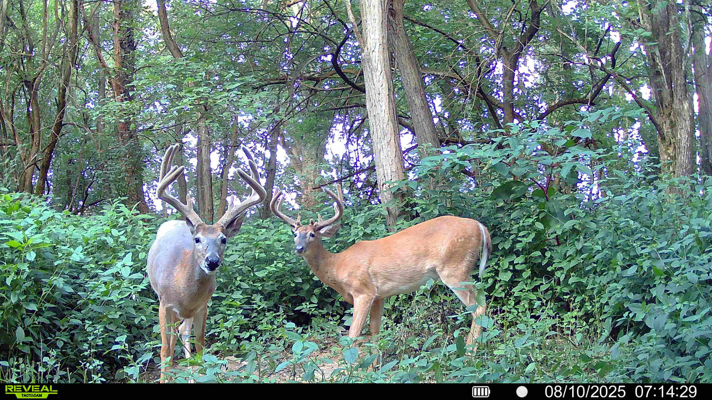 3 Day 4 Night Kentucky Archery Hunt