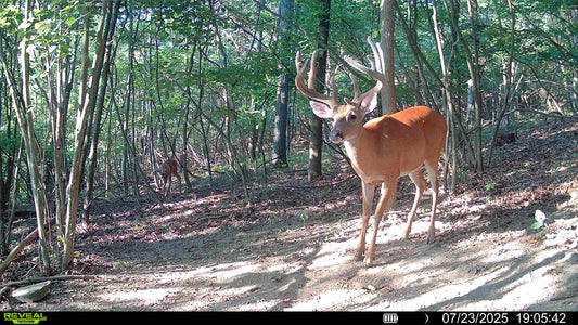 2026 Ohio 5 Day Semi-Guided Hunt