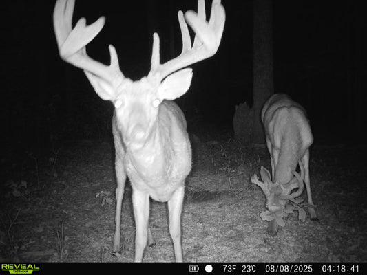 Opening Week Velvet Archery Hunt