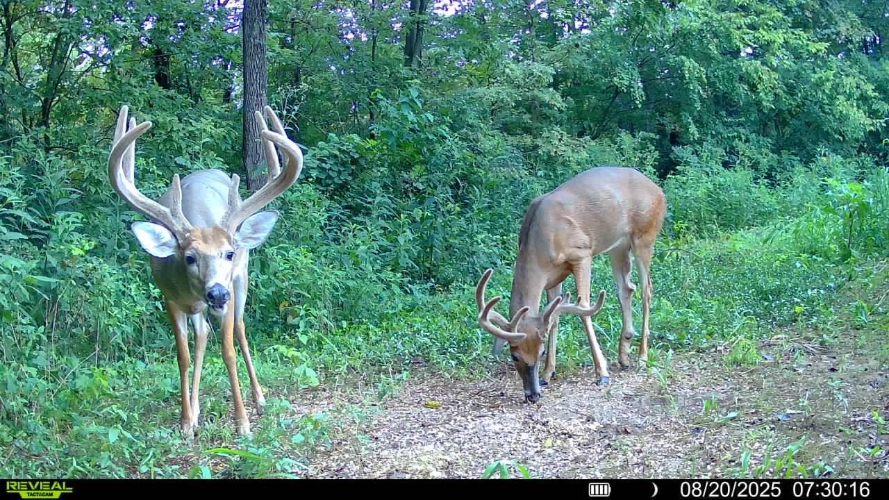 2026 Opening Week Velvet Archery Hunt