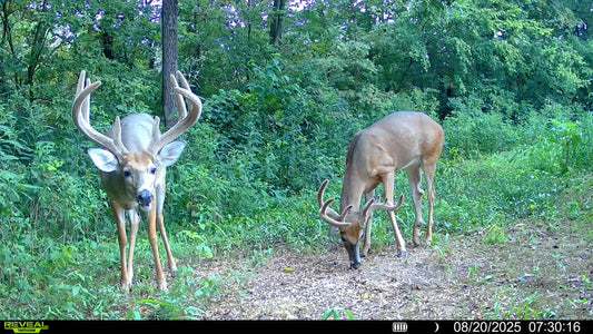 2026 Opening Week Velvet Archery Hunt